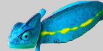 Stacja Czołowa TV CHAMELEON